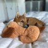 Snuggle Puppy Heartbeat Stuffed Toy for Dogs. Pet Anxiety Relief and Calming Aid, Comfort Toy for Behavioral Training in Biscuit