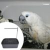 Dualoai Automatic Bird Bath Tub Parakeet Bath for Lovebird Medium Birds African Grey L