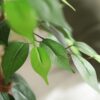 DR.Planzen 5 feet Artificial Ficus Tree, Tall Lifelike Greenery with Natural Wood Trunk for Living Room, office floor and corner decor