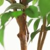 DR.Planzen 5 feet Artificial Ficus Tree, Tall Lifelike Greenery with Natural Wood Trunk for Living Room, office floor and corner decor