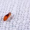 (4 pack)  Flea Killer for Carpets Powder, 20 oz