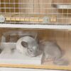 2PC Rabbit Scratching Pad for Small Pets - Lava Pumice Chew Toy for Guinea , Ferret, Hedgehog, Chinchilla, Hamster