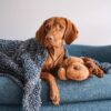 Snuggle Puppy Heartbeat Stuffed Toy for Dogs. Pet Anxiety Relief and Calming Aid, Comfort Toy for Behavioral Training in Biscuit