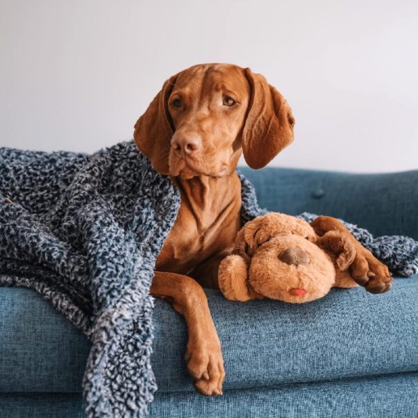 Snuggle Puppy Heartbeat Stuffed Toy for Dogs. Pet Anxiety Relief and Calming Aid, Comfort Toy for Behavioral Training in Biscuit