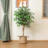 DR.Planzen 5 feet Artificial Ficus Tree, Tall Lifelike Greenery with Natural Wood Trunk for Living Room, office floor and corner decor