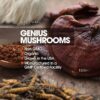 Mushroom Brain Supplement Nootropic with Lions Mane, Reishi, Cordyceps for Energy & Focus, Genius Mushrooms by