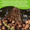 Orchid Barks Organic New Zealand Pine Bark for Orchids Bark Potting Mix Natural New Zealand Pinus Radiata Bark Medium Chips 8-15mm 4 quart Orchid Potting Bark