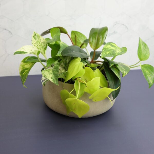Altman Plants Live Houseplants in 2