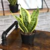 Element by Altman Plants Live Snake Plant, Sansevieria Superba; 6 in H20 Self Watering Pot
