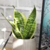 Element by Altman Plants Live Snake Plant, Sansevieria Superba; 6 in H20 Self Watering Pot