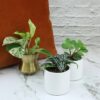 Altman Plants Live Houseplants in 2