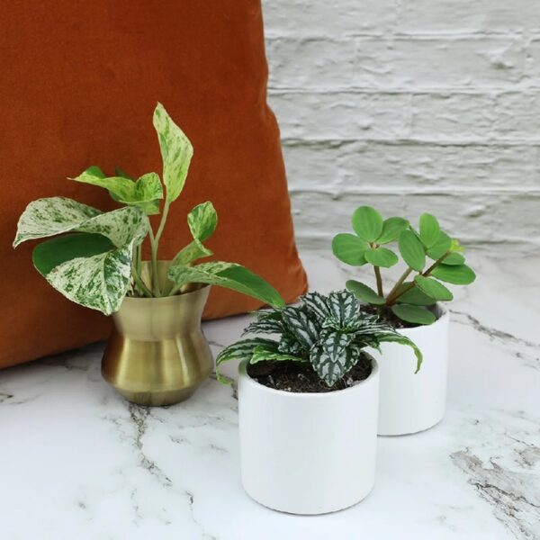 Altman Plants Live Houseplants in 2