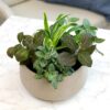 Element by Altman Plants Miniature Live House Plants (6PK), Air Purifying Live Plants, 2