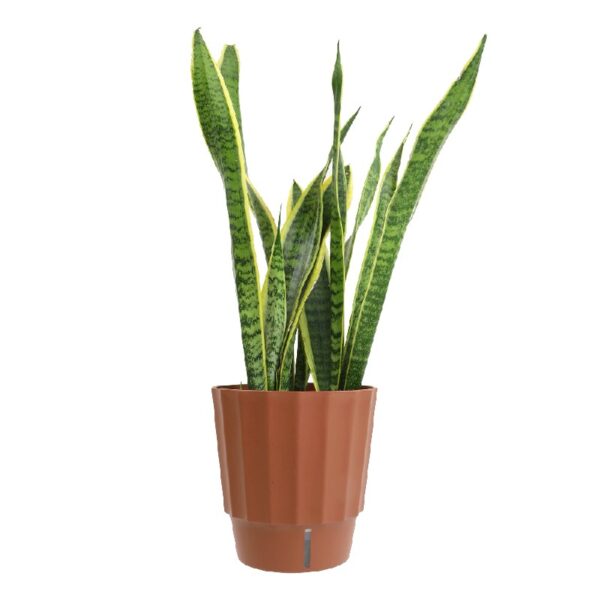 Element by Altman Plants Live Snake Plant, Sansevieria Superba; 6 in H20 Self Watering Pot