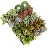 Element by Altman Plants Multicolor Succulent ,Live Indoor House Plants with Grower Pots , 2 inch , Pack of 20