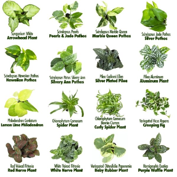 Altman Plants Live Houseplants in 2