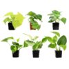 Altman Plants Live Houseplants in 2