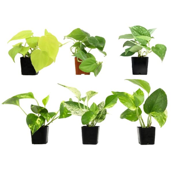 Altman Plants Live Houseplants in 2