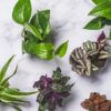 Altman Plants Live Houseplants in 2
