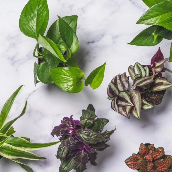 Altman Plants Live Houseplants in 2