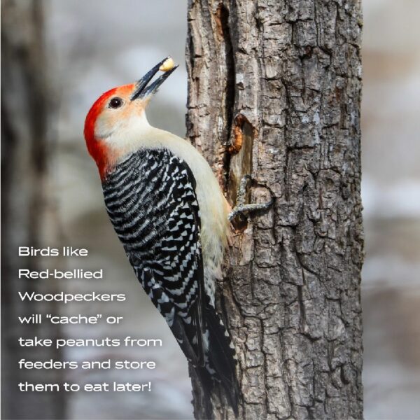 (2 pack) Shelled Peanuts Wildlife and Wild Bird Food, 5 lb. Bag, 1 Pack, Dry