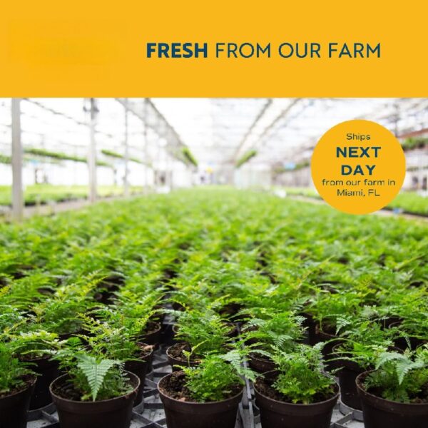 Costa Farms 16