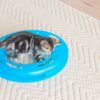Fat Cat Crazy Circle Cat Toy For Solo or Interactive Play, Large 16.3