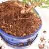 Bonsai Soil by 8qts. | Premium All-Purpose Mix | Perfect for All Bonsai Tree Varieties