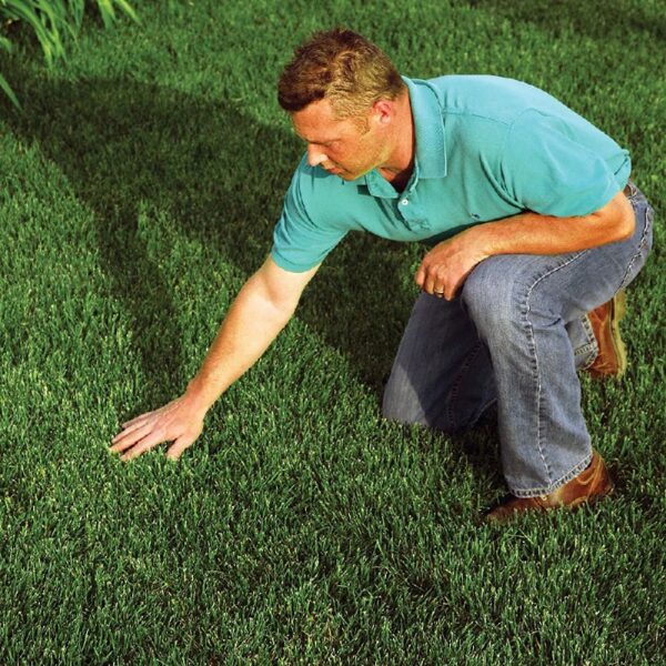 Rhino Seed EZ Straw 2.5 Cu Ft Seeding Mulch Bale with Tack, 500 Sq Ft