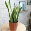 Element by Altman Plants Live Snake Plant, Sansevieria Superba; 6 in H20 Self Watering Pot
