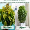 10lb of  100% Organic Coco Coir Bricks with Low EC and pH Balance High Expansion Coco Fiber for Herbs, Flowers,Plants Gardening Renewable Coconut Soil