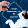 Blue Buffalo Wilderness Natural High-Protein, Grain-Free Dry Cat Food, Chicken, 4-lb. Bag