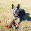 (3 pack) Vibrant Life Plush Duck Dog Toy with Honker