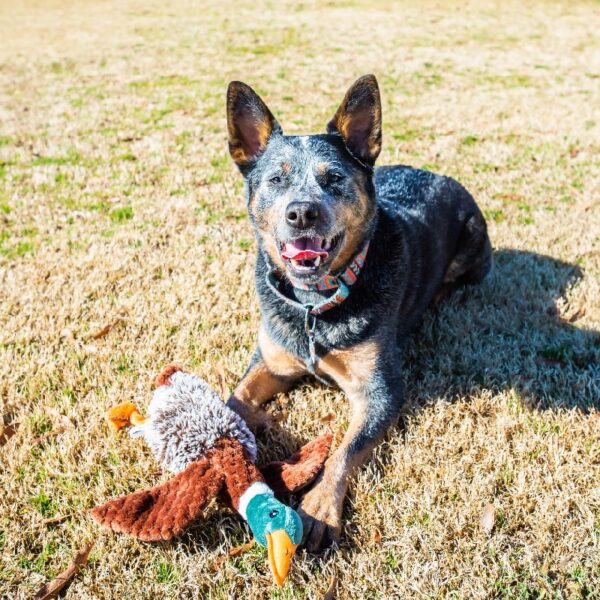 (3 pack) Vibrant Life Plush Duck Dog Toy with Honker