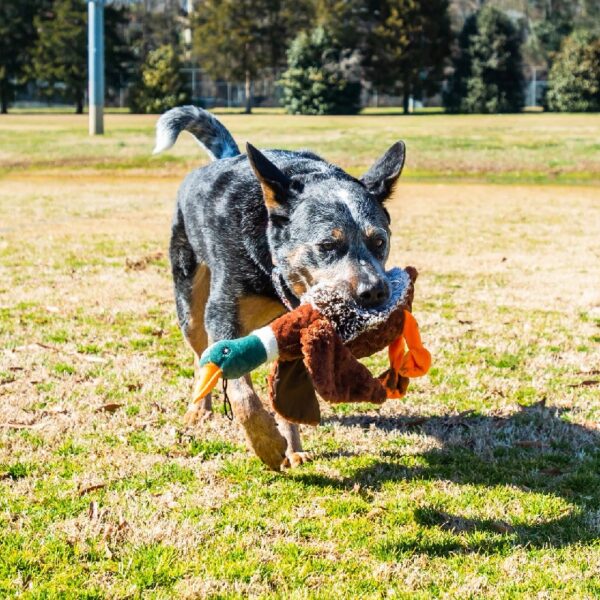 (3 pack) Vibrant Life Plush Duck Dog Toy with Honker