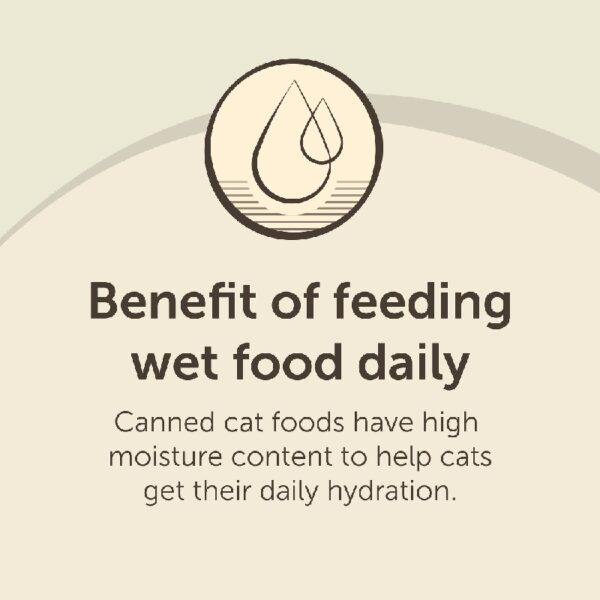Special Kitty Poultry & Beef Cuts in Gravy Wet Cat Food Variety Pack, 5.5 oz Cans (40 Pack)