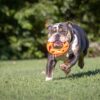 Air Fetch Wheel Durable Rubber Frisbee Disc Dog Toy, Orange, 8