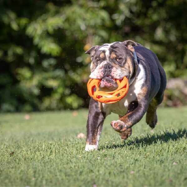 Air Fetch Wheel Durable Rubber Frisbee Disc Dog Toy, Orange, 8