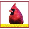 Select Black Oil Sunflower Seed Wild Bird Dry Feed, 40 lb. Bag