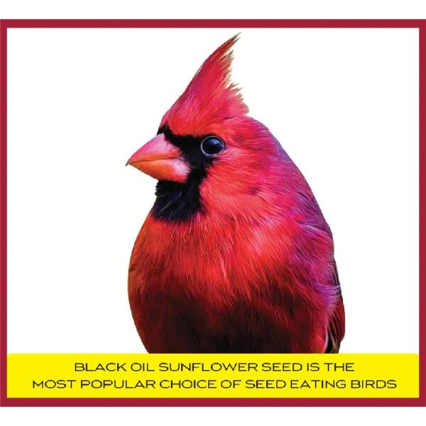 Select Black Oil Sunflower Seed Wild Bird Dry Feed, 40 lb. Bag