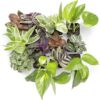 Altman Plants Live Houseplants in 2