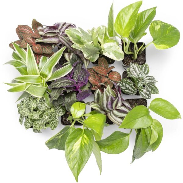 Altman Plants Live Houseplants in 2