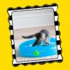 Fat Cat Crazy Circle Cat Toy For Solo or Interactive Play, Large 16.3