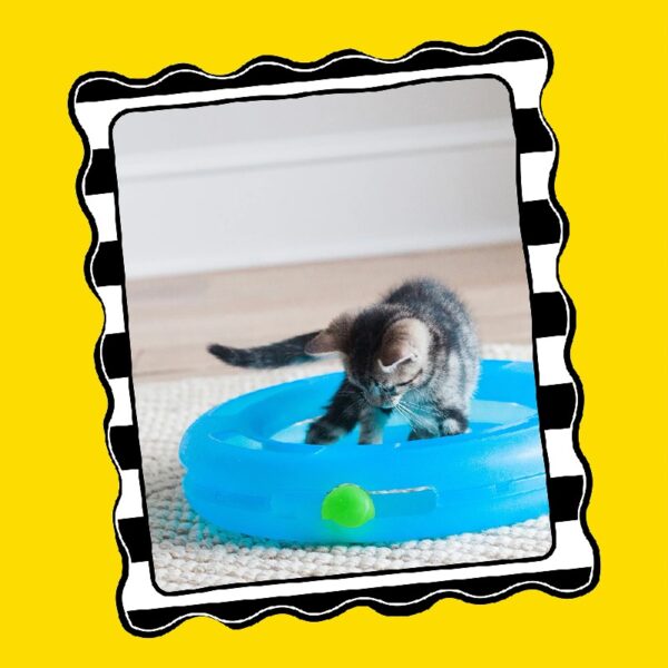 Fat Cat Crazy Circle Cat Toy For Solo or Interactive Play, Large 16.3