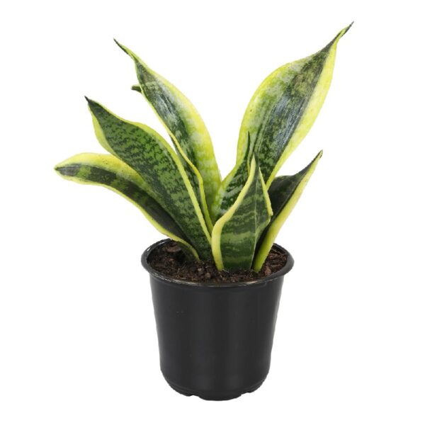 Element by Altman Plants Live Snake Plant, Sansevieria Superba; 6 in H20 Self Watering Pot