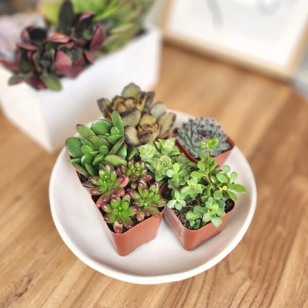 Element by Altman Plants Multicolor Succulent ,Live Indoor House Plants with Grower Pots , 2 inch , Pack of 20