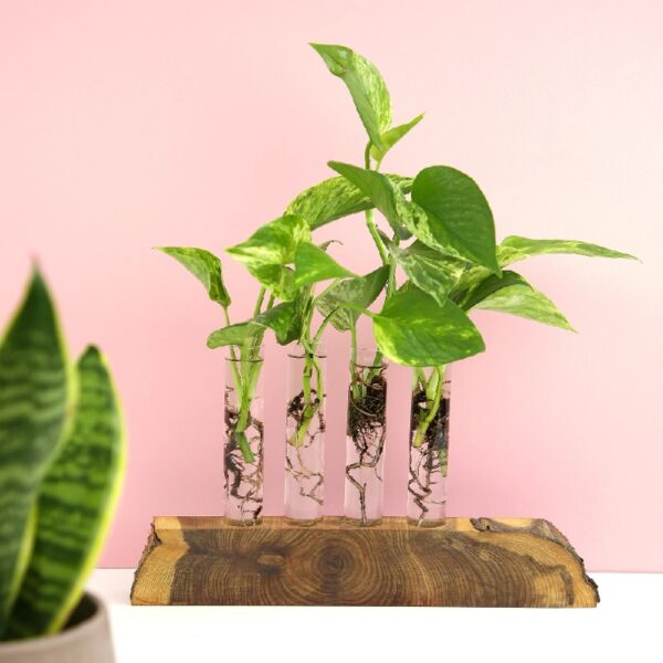 Altman Plants Live Houseplants in 2