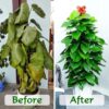 10lb of  100% Organic Coco Coir Bricks with Low EC and pH Balance High Expansion Coco Fiber for Herbs, Flowers,Plants Gardening Renewable Coconut Soil
