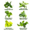 Altman Plants Live Houseplants in 2