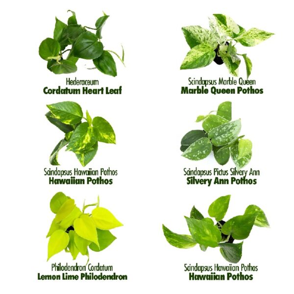 Altman Plants Live Houseplants in 2